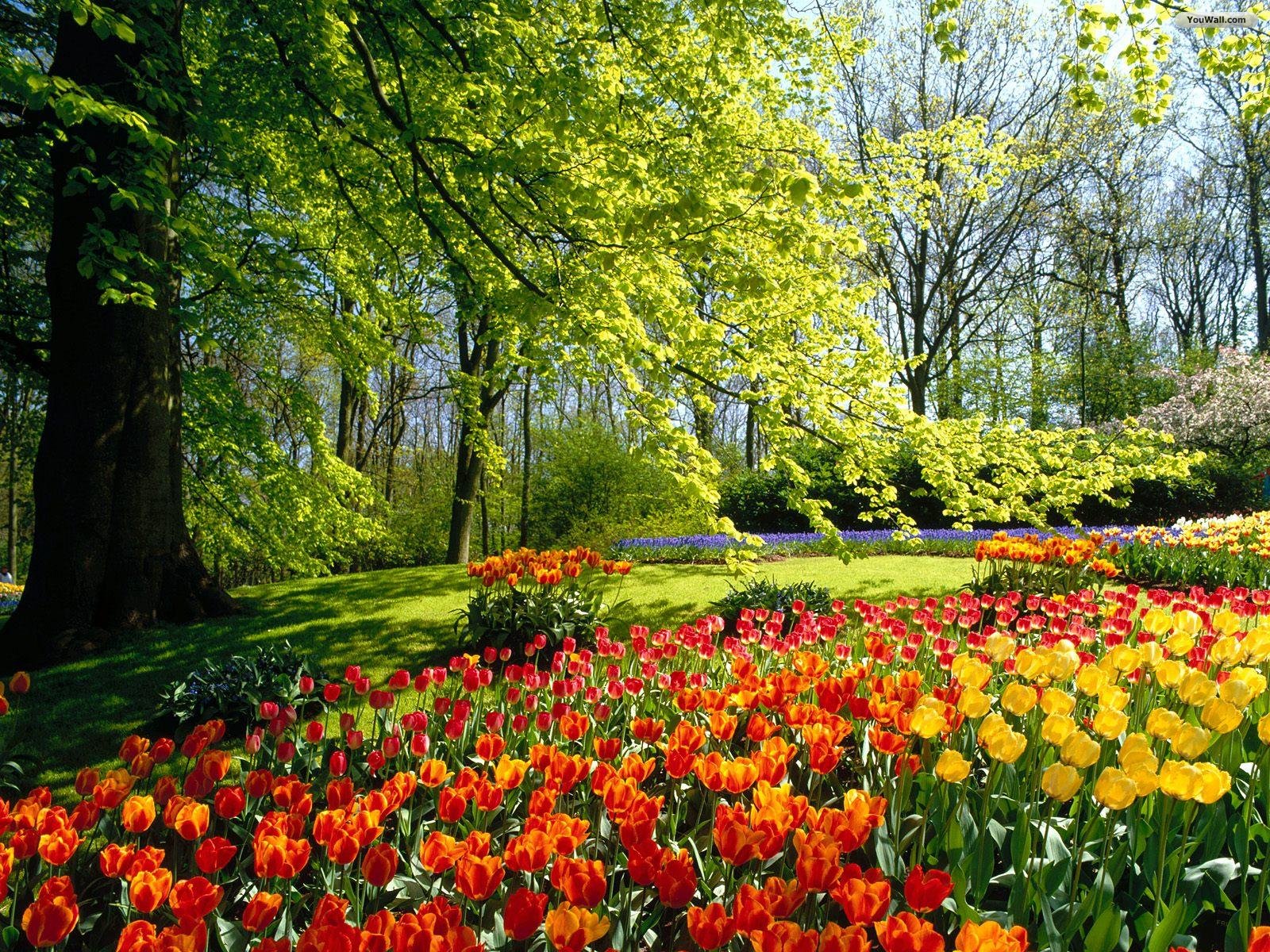 Free Desktop Wallpaper Background Spring Flower Gardens
