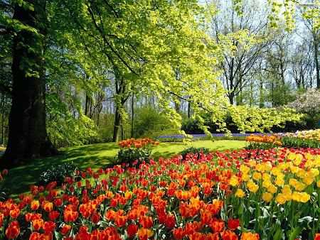 foto taman dengan bunga