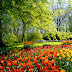Foto-Foto Kebun Bunga yang Indah thumbnail