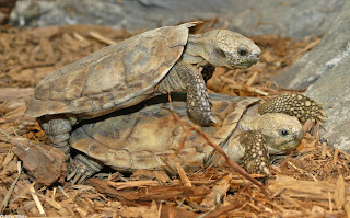 pancake tortoise