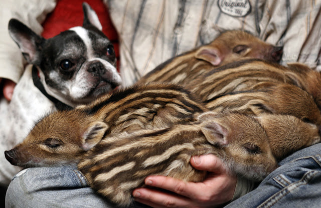 bulldog adopts six piglets, bulldog and piglets, wild boar piglets, french bulldog, cute adopted animals