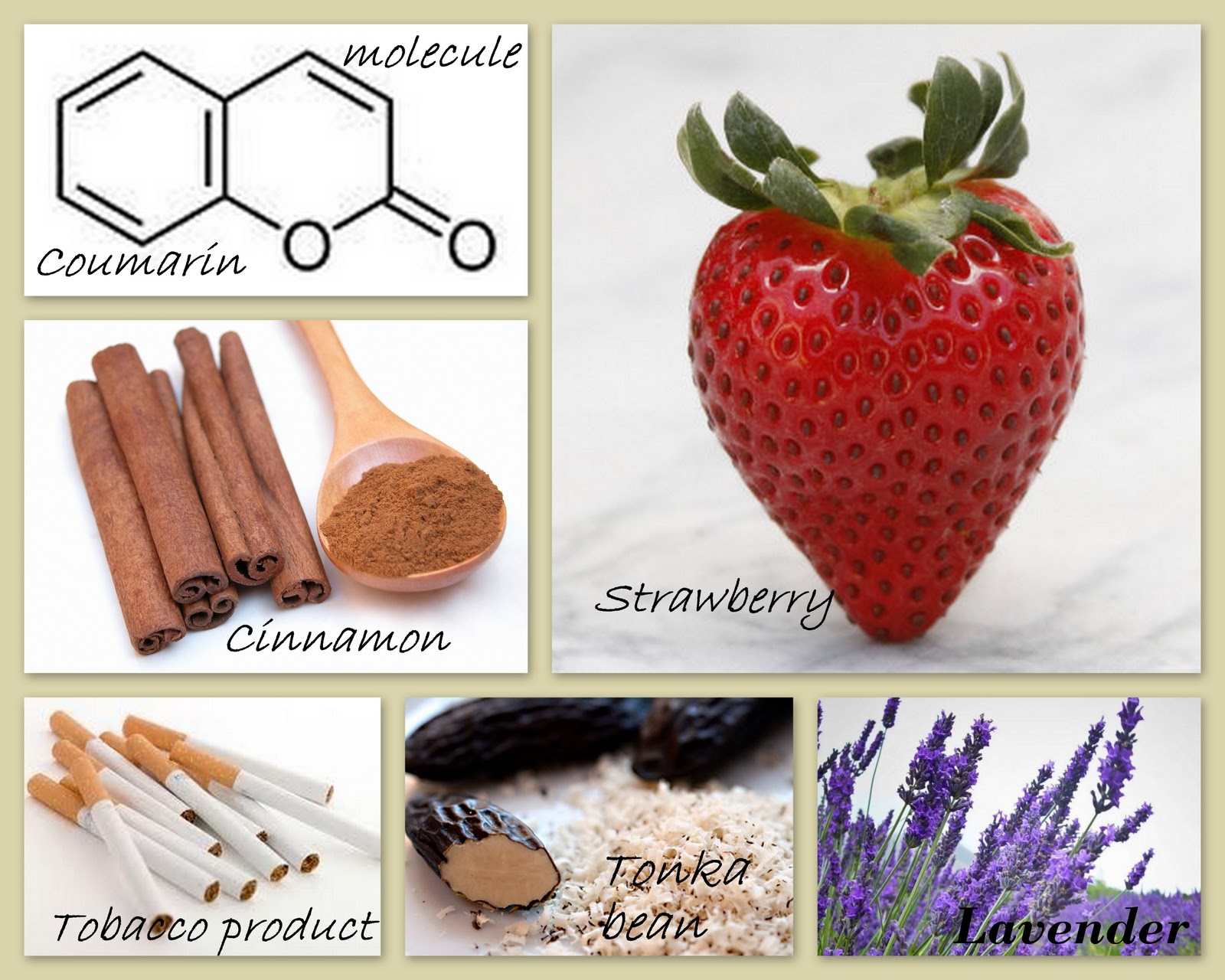 Perfume Shrine Perfumery Material Coumarin, Tonka Bean & the Fougere