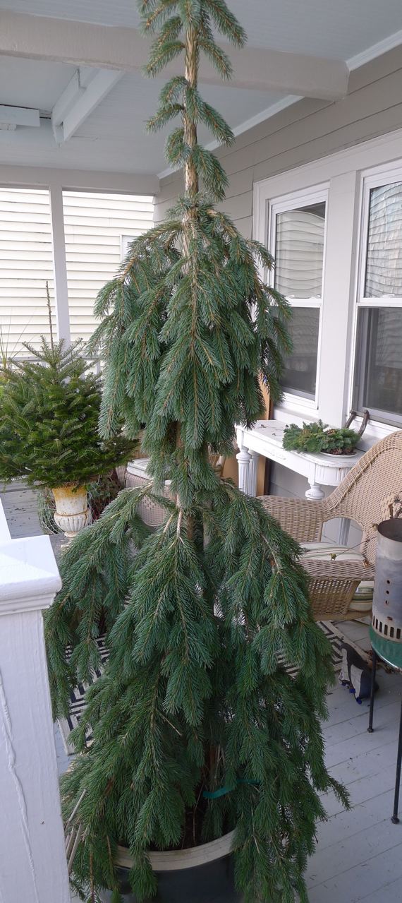 An Urban Cottage Woodland Themed Christmas Tree