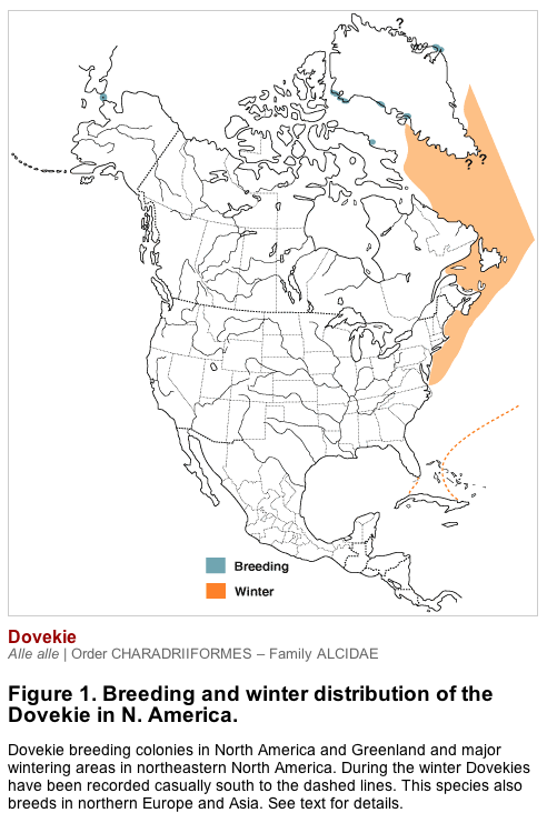 Distribution map of Dovekie