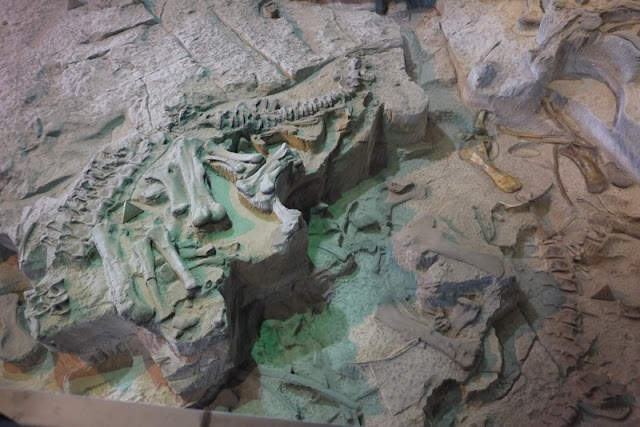 several fossils in the fossil pit