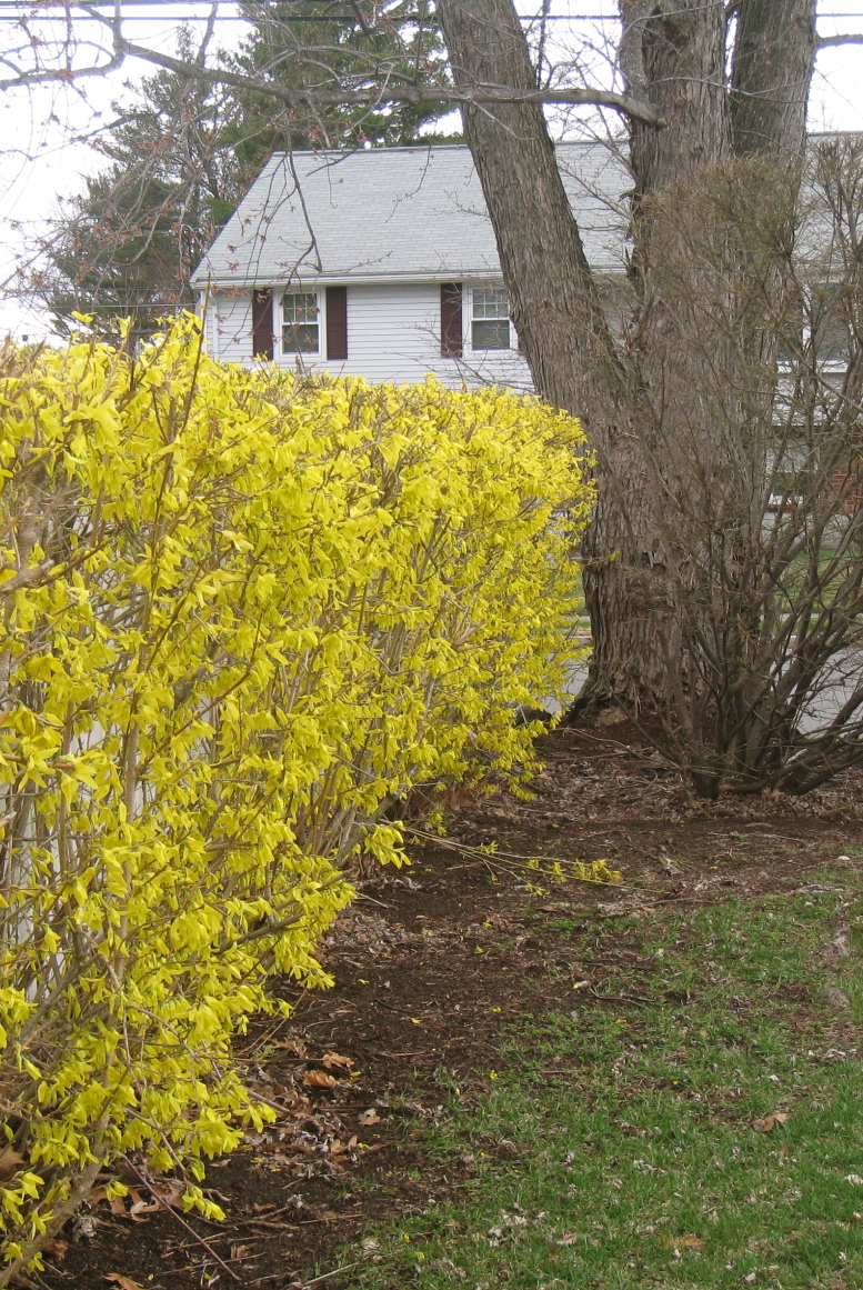 An Entire Wall Of Yellow Flowering Forsythia In Hedge Form