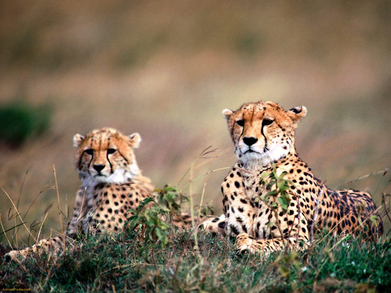 Amazing African Animals Endangered Animals Of Africa