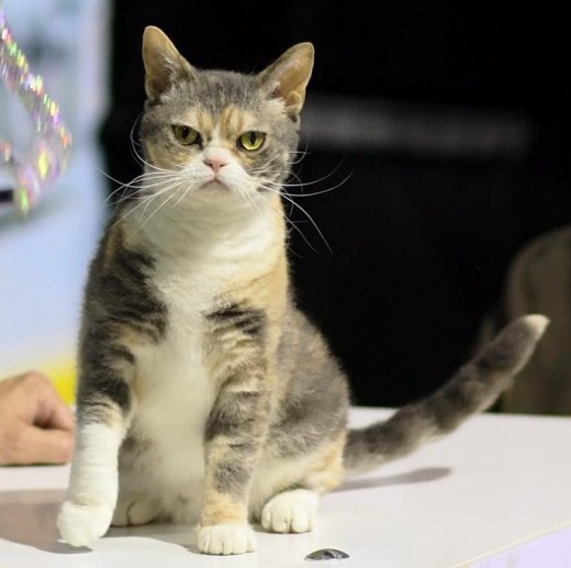 Size and Weight of American Wirehair cat