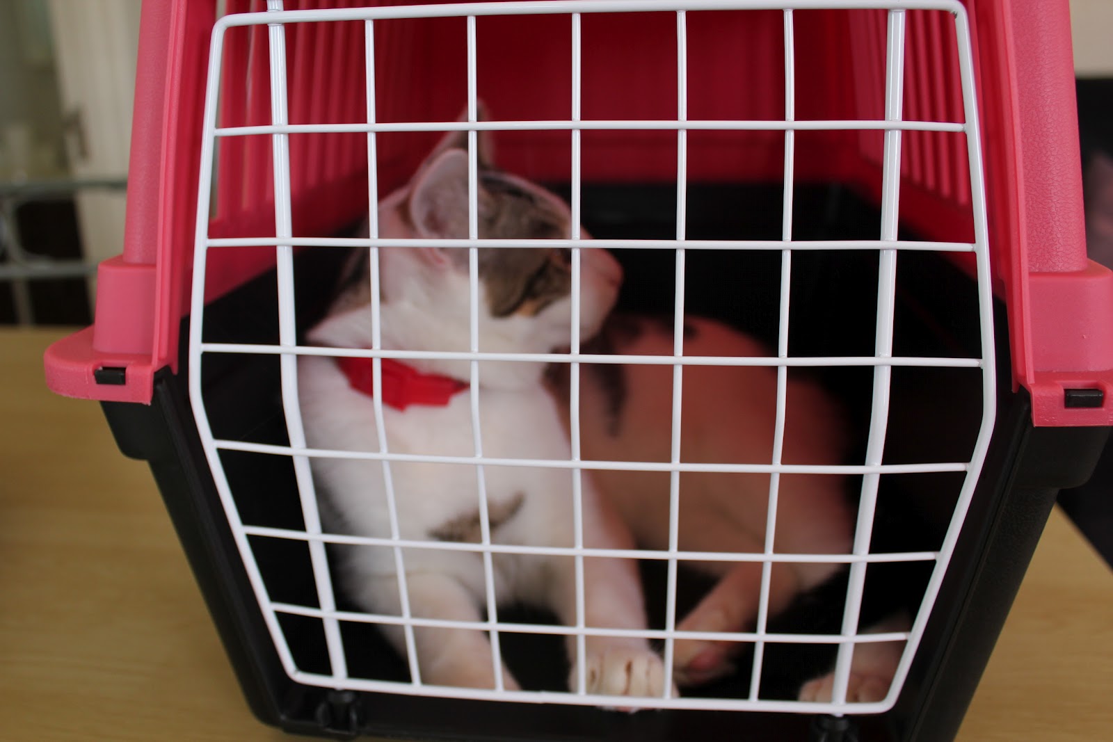 Pedro d'Cat Cat in Cage