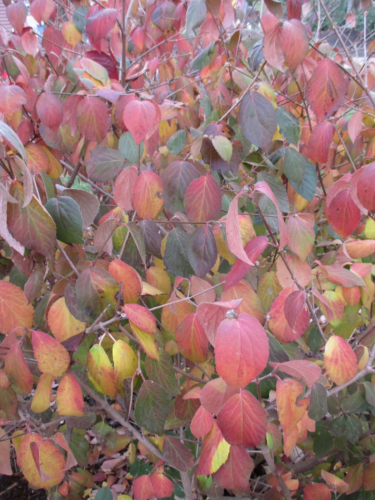 Durable Gardening When In Doubt Guess Viburnum