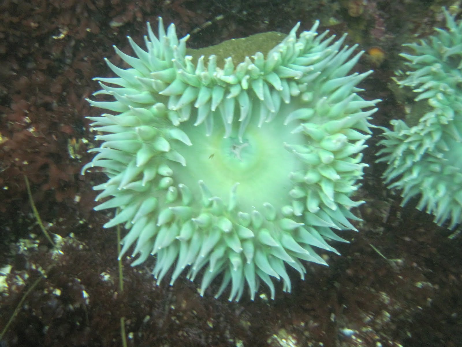 Matt Duckworth Underwater Flowers of the Sea