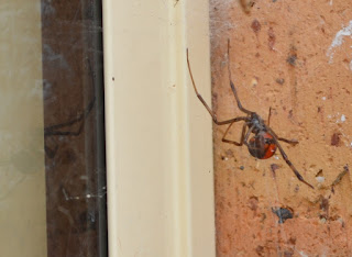 A close up of redback spider outside my kitchen window.