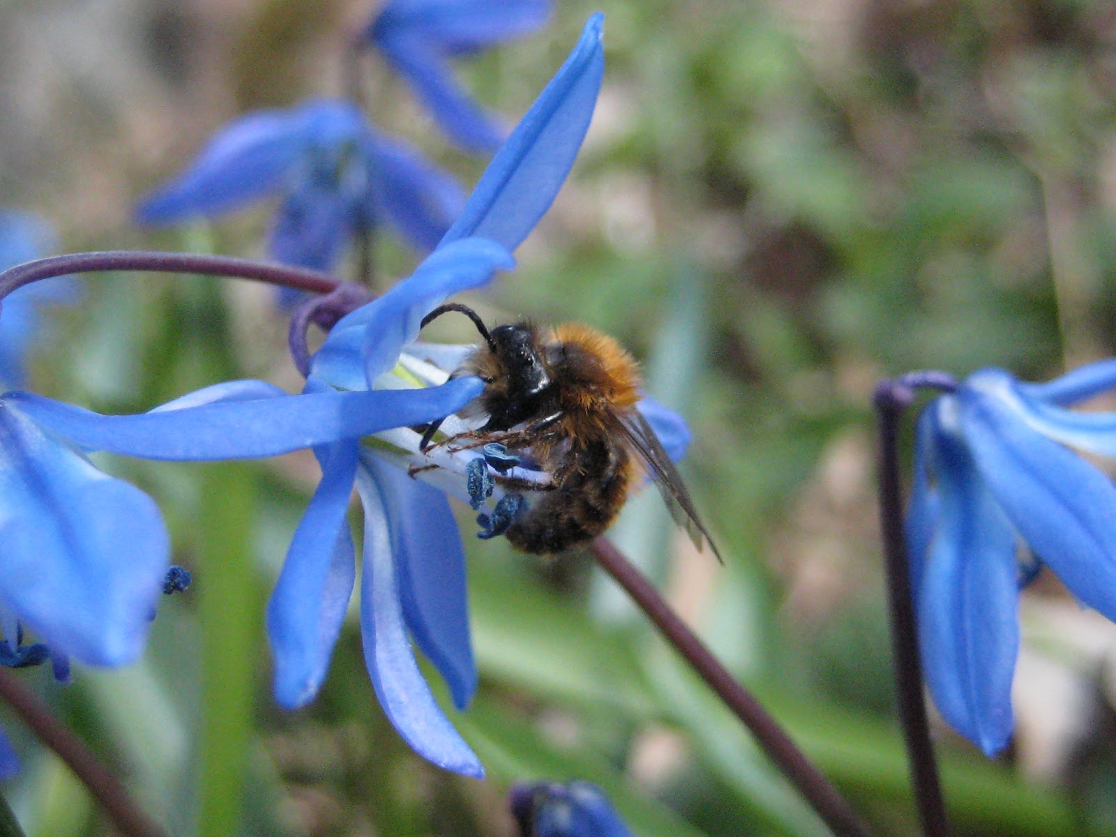 Che Guebee Apiary Blue Pollen