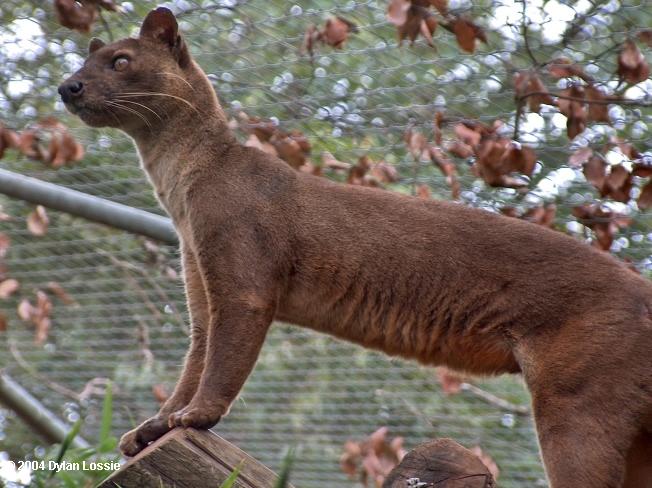 captive_Fossa_Tana.jpg