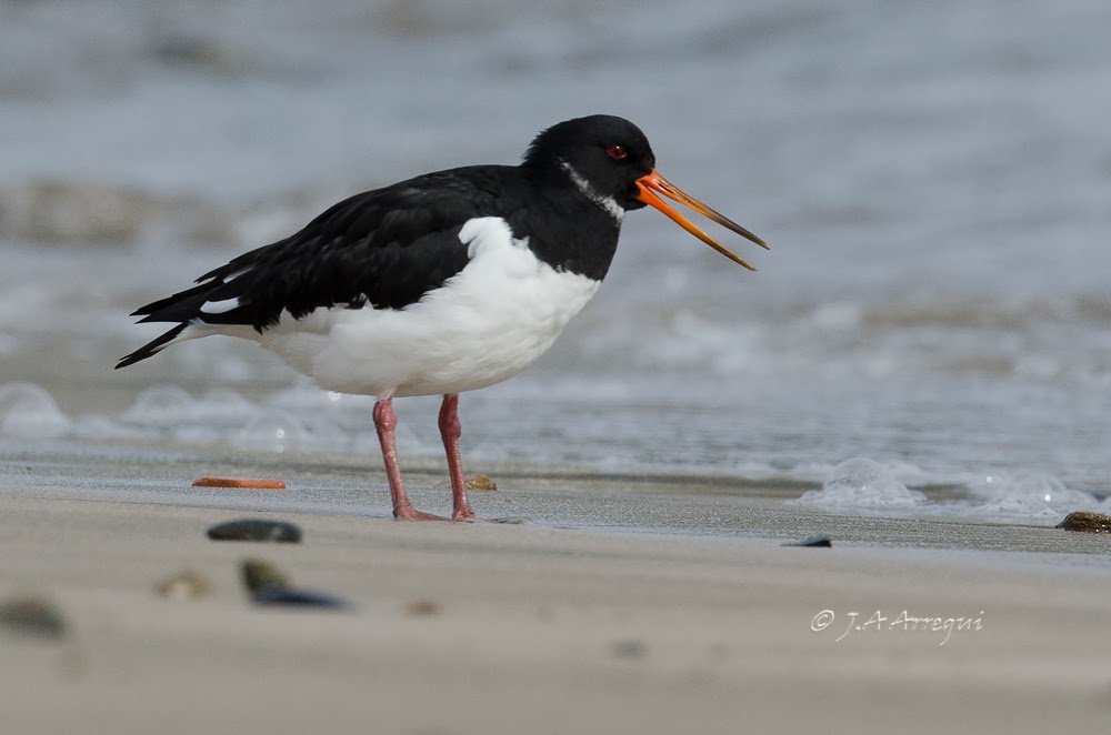 Ostrero euroasiatico, Haematopus ostralegus, Eurasian oystercatcher Ostrero euroasiatico, Haematopus ostralegus, Eurasian oystercatcher