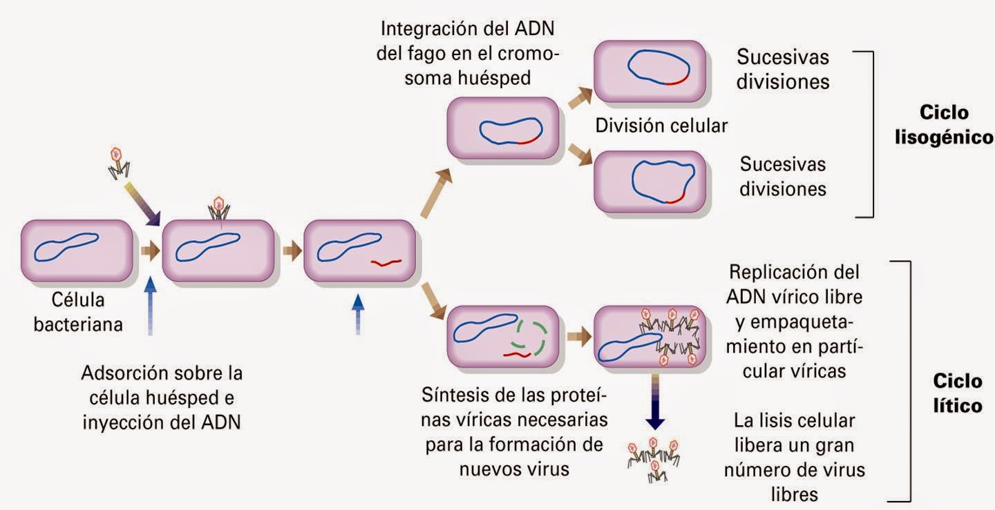 Ciclo de vida del VIH