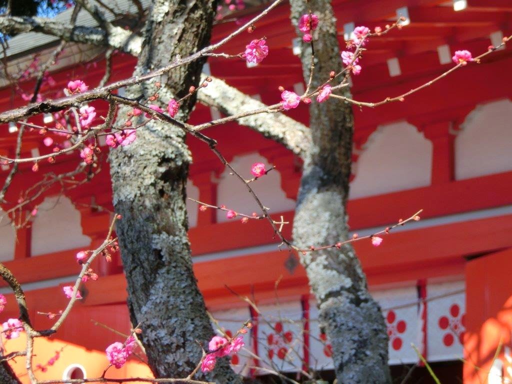 荏柄天神社の寒紅梅