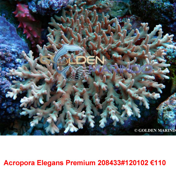 Acropora Elegans