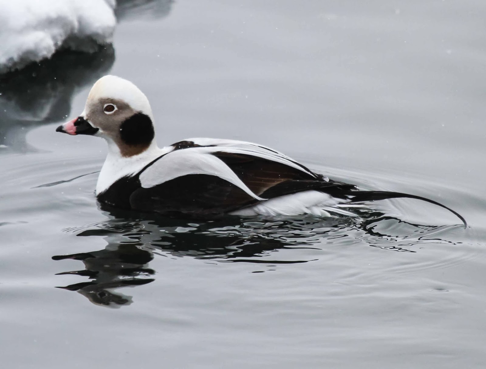 Gale's Photo and Birding Blog Longtailed Duck