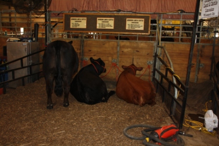 Cowfeathersfarm Statefar A K A The Ohio State Fair