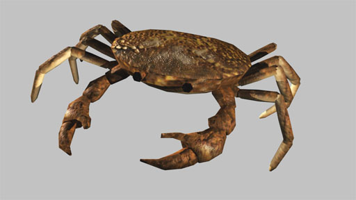 Crabs Animated