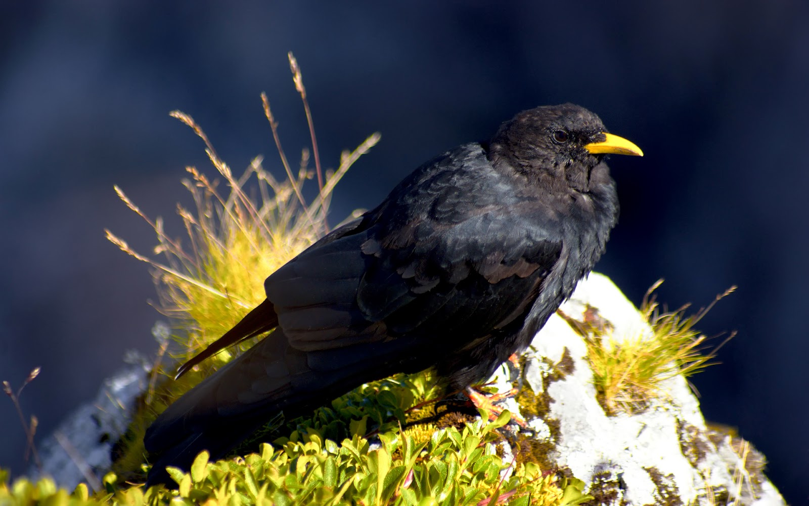 Black Birds Wallpapers - Entertainment Only