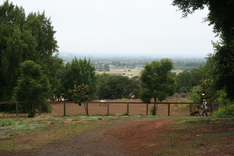 scenic view of the horse pasture with a beautiful dirt path in front, walked on by another volunteer with a chocolate lab, it looks idyllic and tranquil, shaded by trees