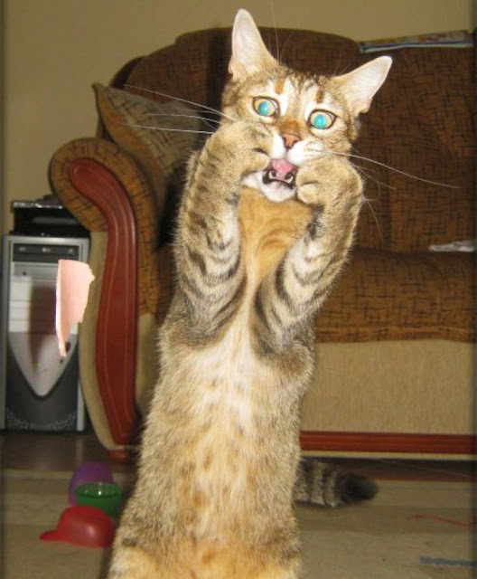 Foto Lucu Ekspresi Kucing Saat Kaget Foto Lucu Ekspresi Kucing Saat Kaget - raxterbloom.blogspot.com