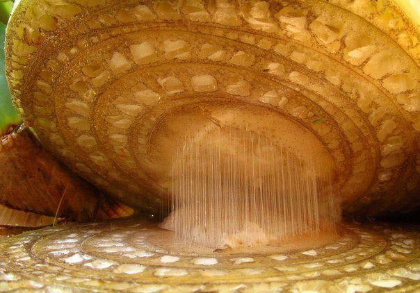 Facts and Quotes: Banana's Cross-section view magnified.