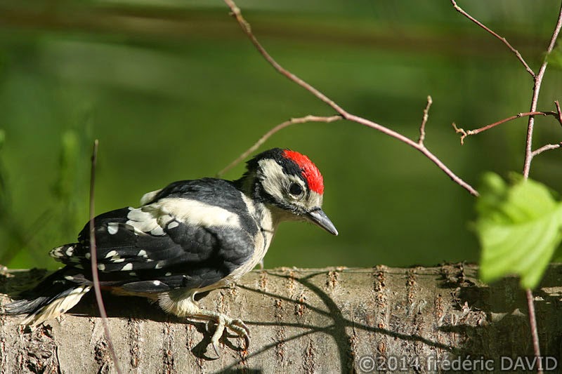 rencontres foret de rougeau