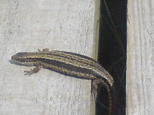 Common Lizard - May 2011