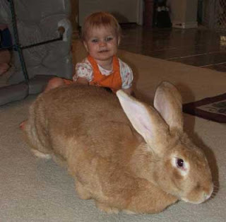 World's Biggest Rabbit