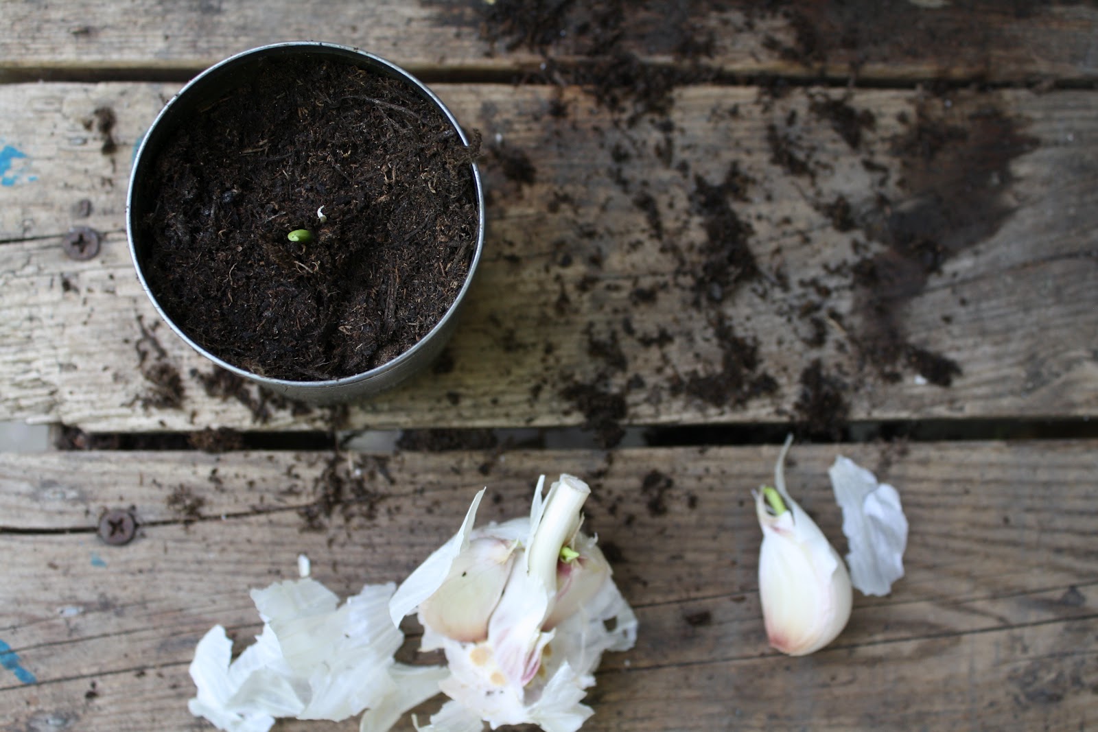 sewhungryhippie Grow a Garden in Tin Cans