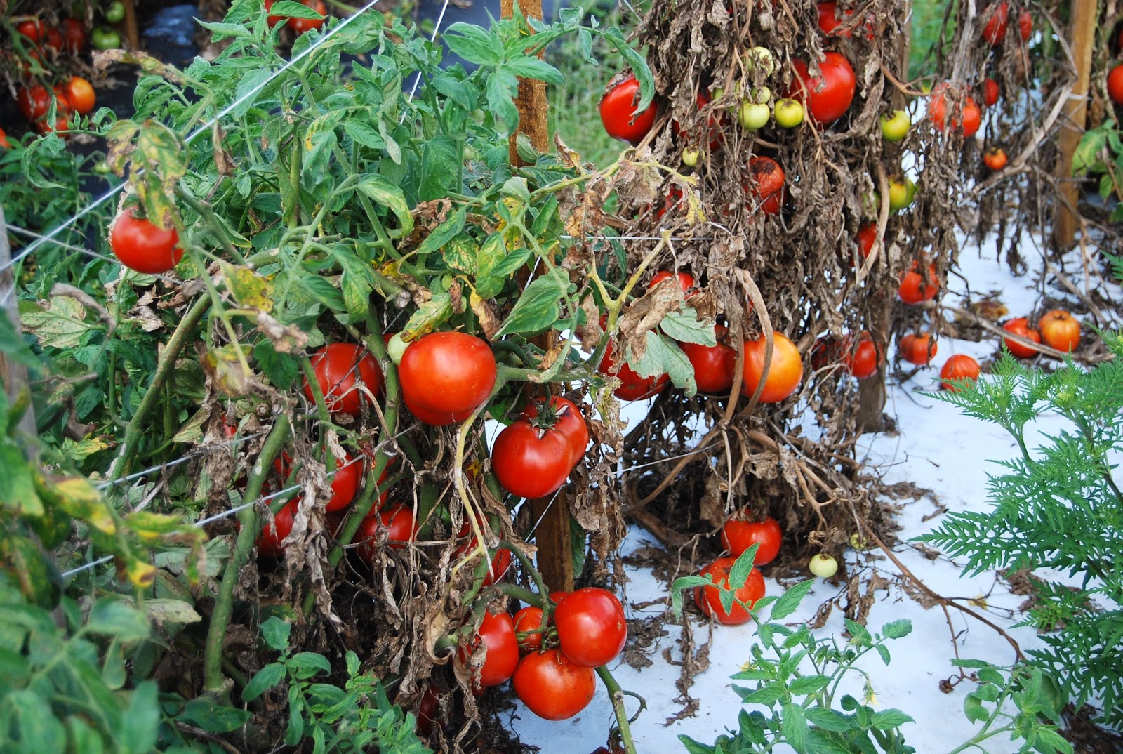 Helen A. Lockey Red Bell Pepper Bedner's Florida UPick Style