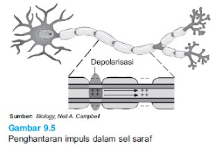 penghantaran impuls pada sel saraf