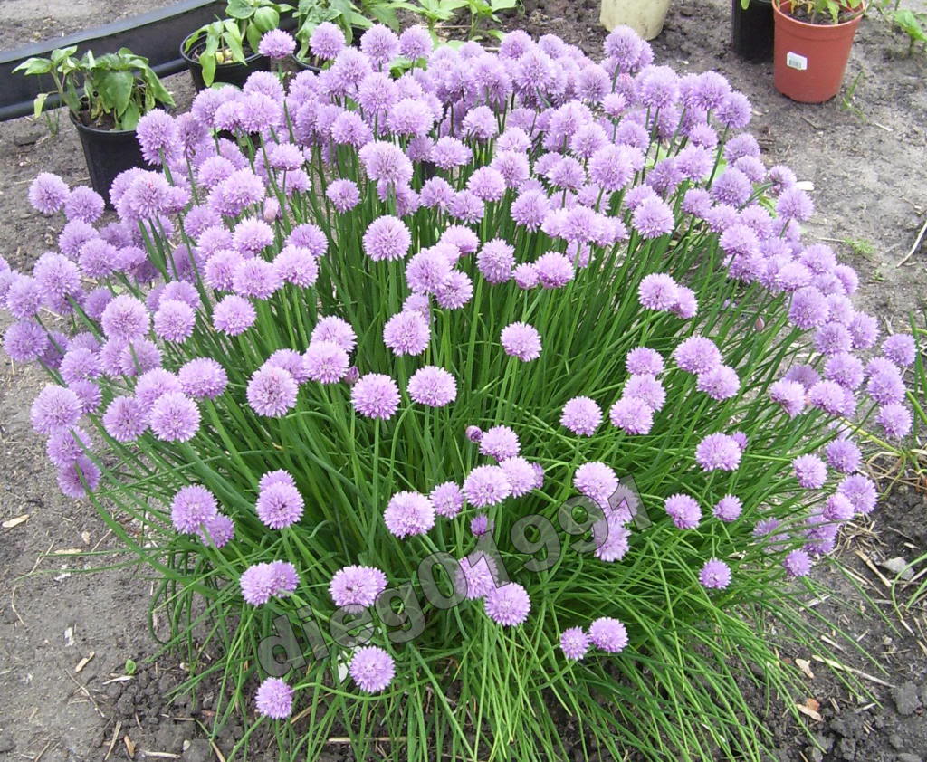 time to deadhead the chives time to deadhead the chives
