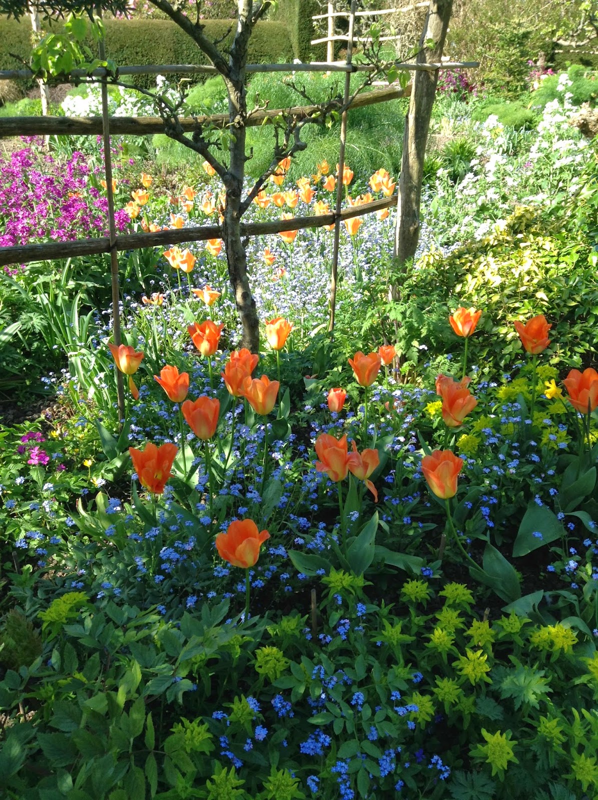 Tulipa, Euphorbia and Myosotis in the Orchard Garden, Great Dixter - Photo by Noemi Mercurelli Tulipa, Euphorbia and Myosotis in the Orchard Garden, Great Dixter - Photo by Noemi Mercurelli