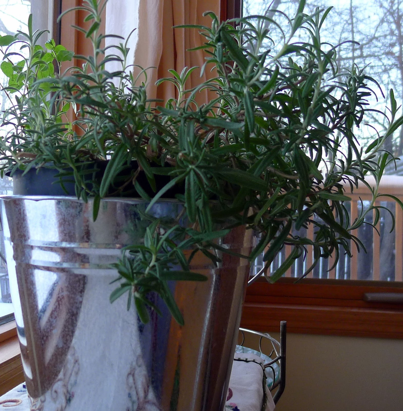 Backyard Garden Grow Rosemary Indoors over the Winter