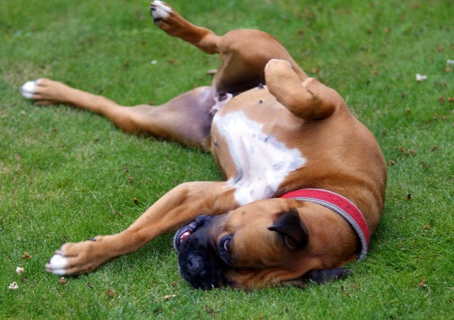 remedies for itchy dogs pet supplies for dogs and cats rosyandrocky home remedies for your itchy remedies for itchy dogs pet supplies for dogs and cats rosyandrocky home remedies for your itchy
