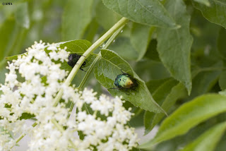 Flori de soc (sambucus)