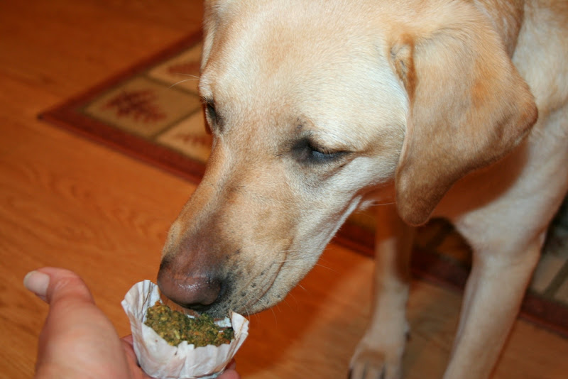 cabana sniffing at the greenish cupcake as I hand it to her in a little white cupcake liner