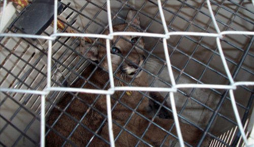 Rescate de Puma en Rosario de la Frontera