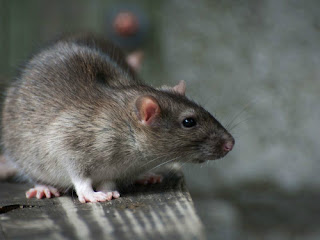 Chuột, loại gặm nhấm có sức tàn phá đáng sợ