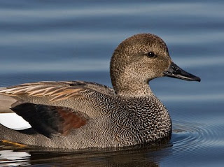 gadwall duck