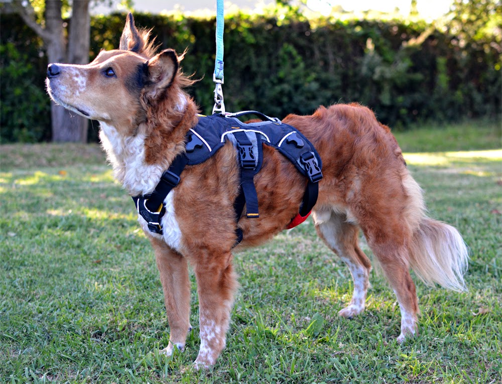 The Dog Geek Ten Reasons to Use a Harness