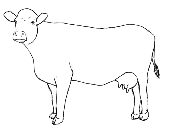 Line Drawing Cow : Cow line drawing