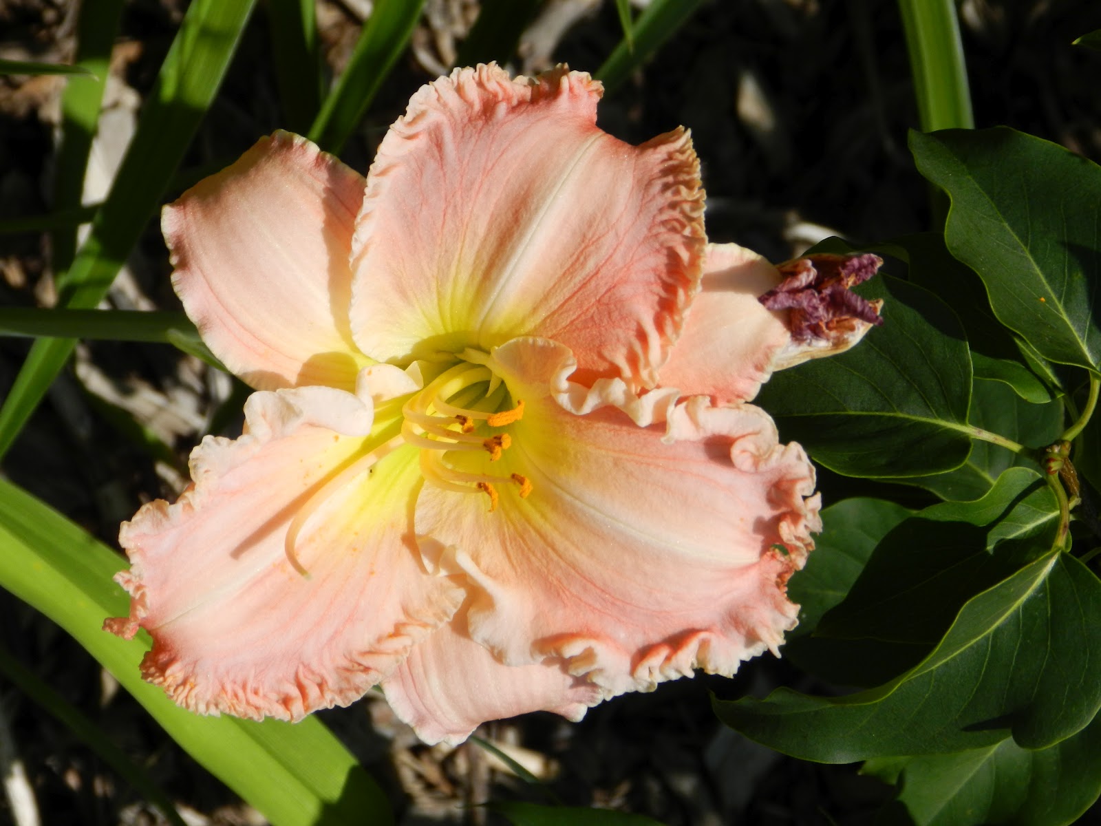 For the Love of Gardening: July 2012