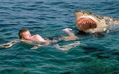 sharkattack.jpg