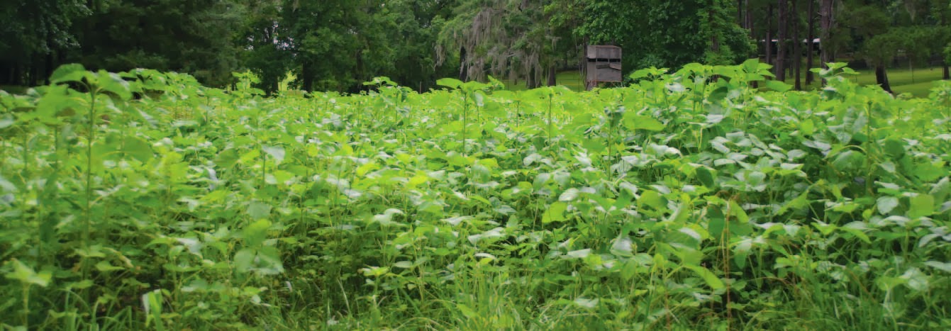 Whitetail Institute Imperial Whitetail Powerplant Welcome To The Jungle