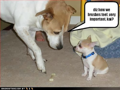 funny chihuahua pictures,funny dog pictures,funny pictures of dog,funny pet pictures,funny animal pictures,funny puppy pictures